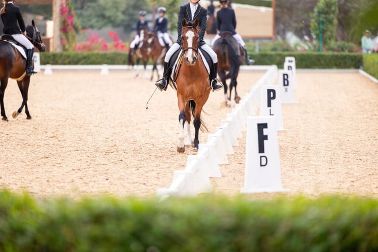 Best Equestrian Academies in Abu Dhabi