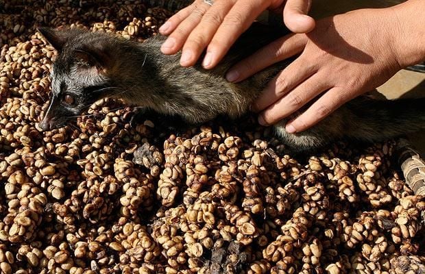 Top 10 most expensive coffee in the world