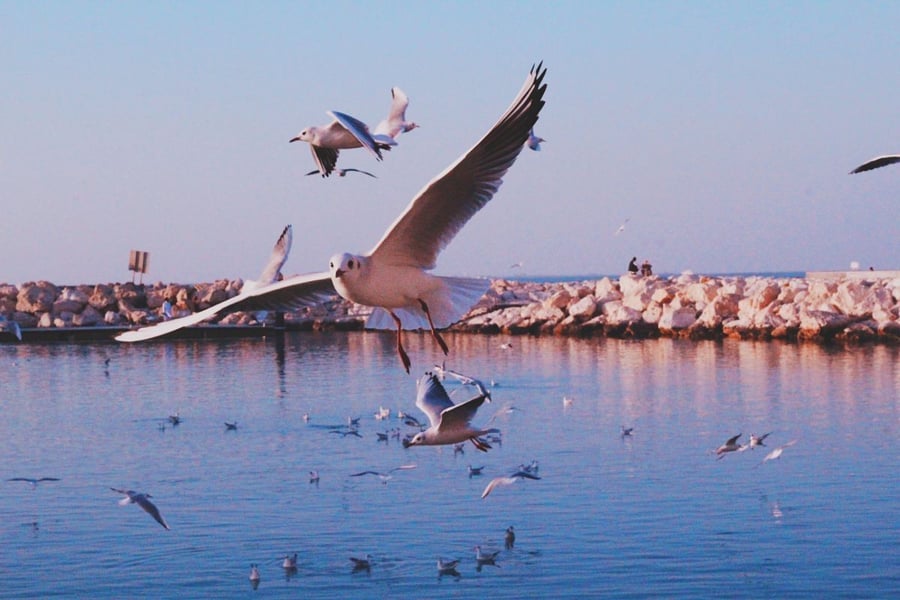 Bird sanctuary Ras Al Khor in Dubai Creek Harbour
